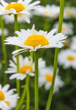White daisy Stock Photos