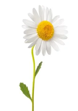 White daisy Stock Photos
