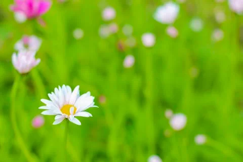 White daisy Stock Photos
