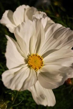 White daisy Stock Photos