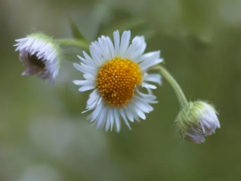 White daisy Stock Photos