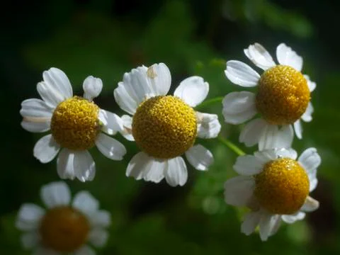 White daisy Stock Photos