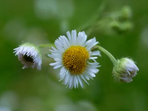 White daisy Stock Photos