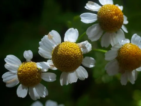 White daisy Stock Photos
