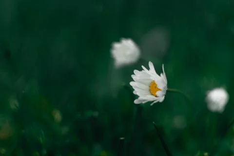 White Daisy. Fotos Stock