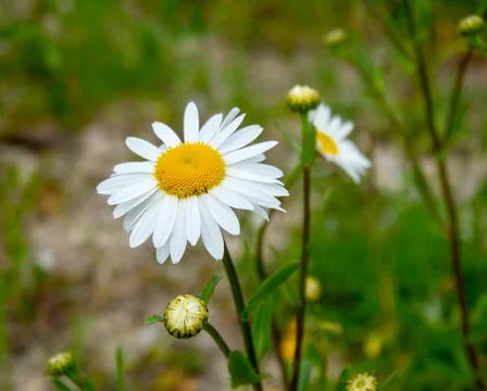 White daisy Stock Photos