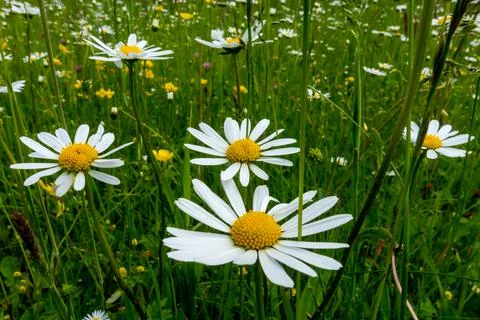 White daisy Stock Photos
