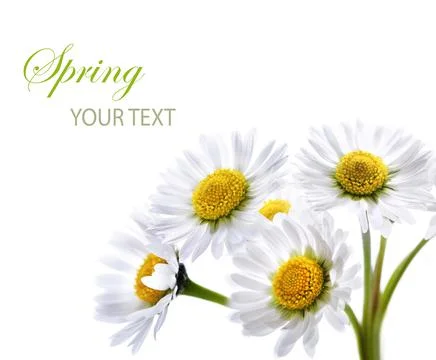 White daisy Stock-Fotos