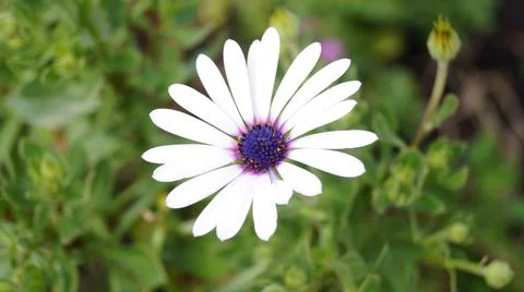 White daisy Stock Photos