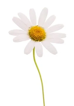 White daisy Stock Photos