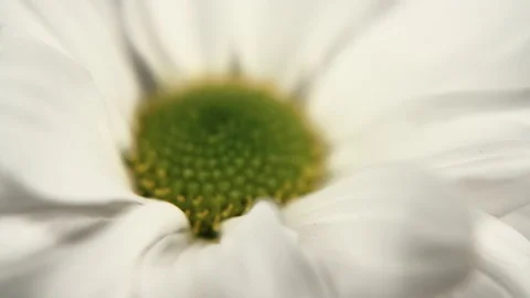 White daisy pom flower. Macro dolly shot. 4K resolution. Shallow depth of field. Stock Footage 99705305
