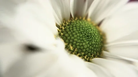 White daisy pom flower. Macro trucking shot. 4K Shallow depth of field Stock Footage 99705319