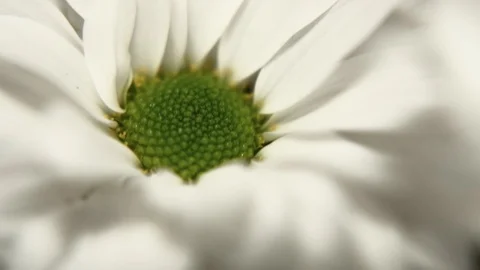 White daisy pom flower. Macro pedestal movement. 4K Shallow depth of field Stock Footage 99705369