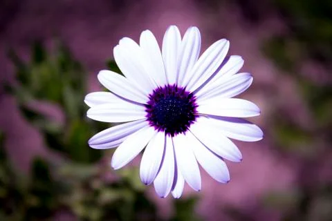 White Daisy with purple center by Gema Ibarra Stock Photos
