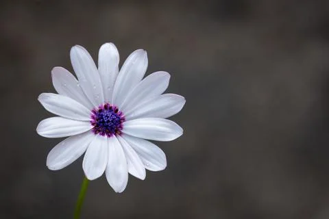White daisy with a purple-centered core stands against a dark, blurred backdr Stock Photos