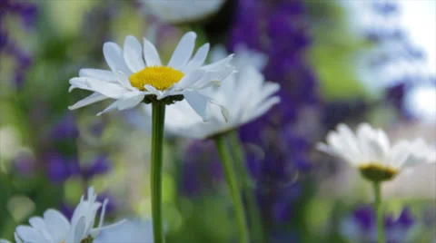 White Daisy in the shade 動画素材 38889453