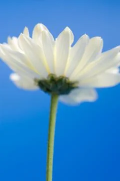 White daisy in the sky Stock Photos