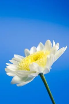 White daisy in the sky Foto stock