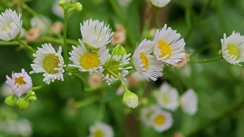White daisy in spring field. flower blooming. Stock Footage 304599725