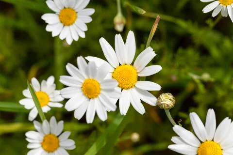 White daisy, spring Stock Photos