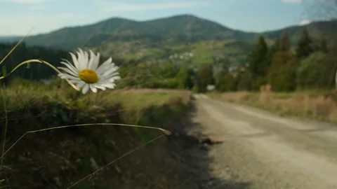 White daisy swaying on wind on mountain background. Wild flower blooming on Stock Footage 267149083