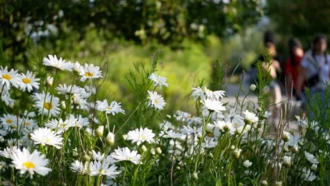 White daisy, trees, plants moving with wind, people walk by in blurry background Stock Footage 338210087