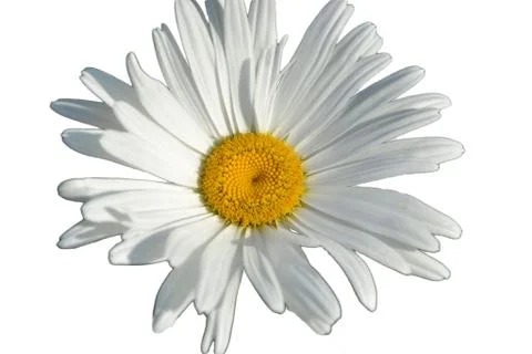 White daisy on white background Stock Photos