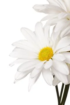 White daisy on white background Stock Photos