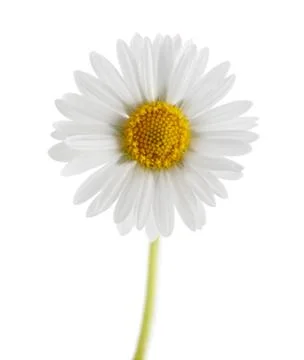White daisy on white background Stock Photos