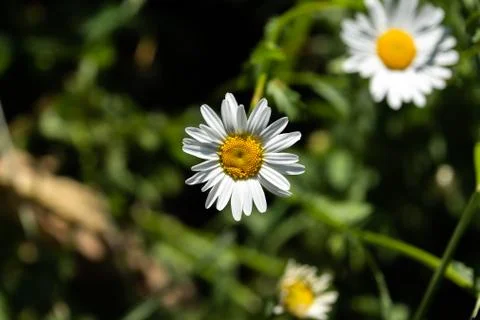 White daisy with yellow centre Stock Photos