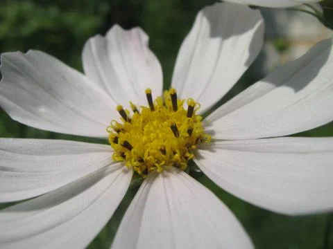 White  daisy with a yellow core, background, wallpaper Stock Photos