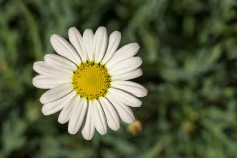 White daisy(close-up) Stock Photos