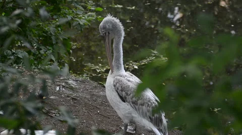 White dalmatian pelican Stock Footage 64951764