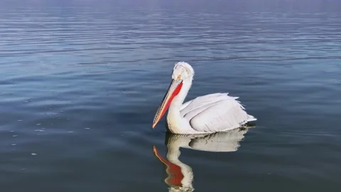 White Dalmatian pelican (Pelecanus Crispus) swimming on the water in lake Stock Footage