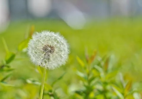 White dandelion on a background of green grass on a sunny day Stock Photos