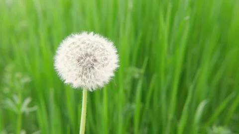 White dandelion on the background of spring green grass Stock-Footage 309670603