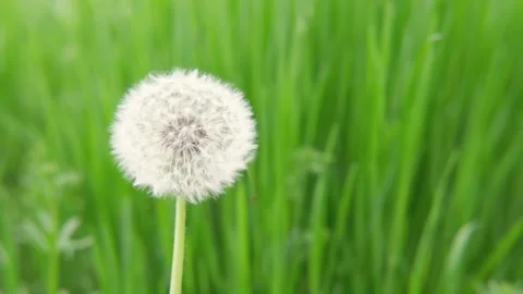 White dandelion on the background of spring green grass Video stock 309670953