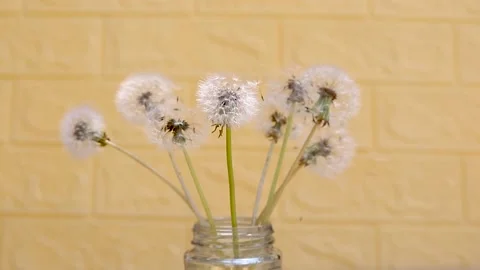 White dandelion balls in the jar blows off by the wind Stock Footage 239699459