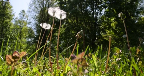 White dandelion balls in the sunlight in the park in the spring season, ripe Stock Footage 328452789
