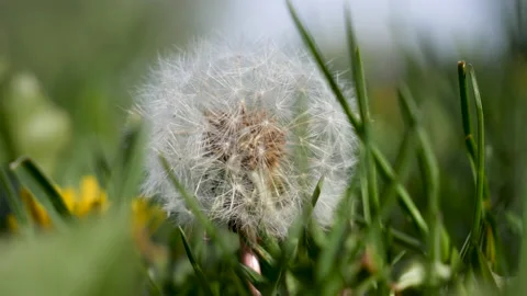 White dandelion between the grass Video stock 130479627