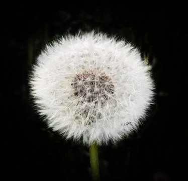 White dandelion on black background Foto stock