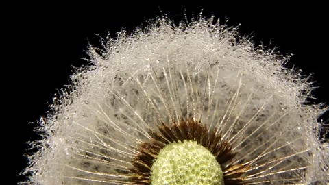 A white dandelion on a black background with raindrops or dew is spinning.asmr Video stock 240302260