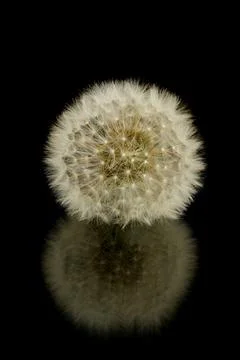 White dandelion on a black background with reflection Stock Photos