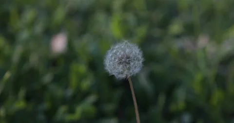White dandelion blow Stock Footage 108438833