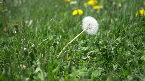 White Dandelion blowing in the wind Stock-Footage 58634083