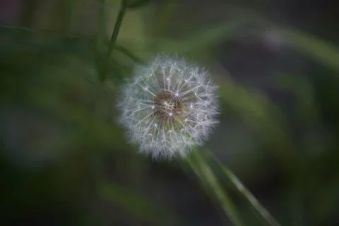 White dandelion with blurred background Stock Photos