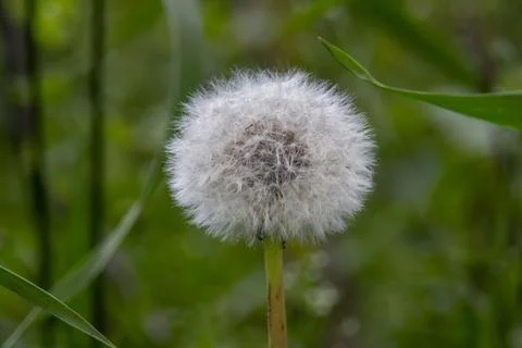 White dandelion with blurred background Stock Photos