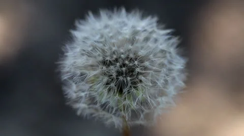 White dandelion close up Stock Footage 36646015