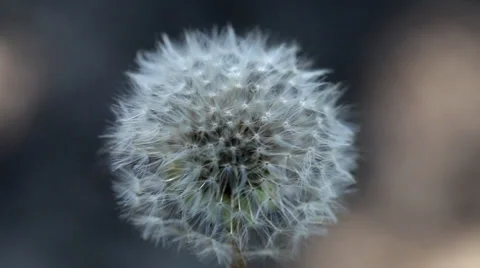 White dandelion close up Stock Footage 36646023