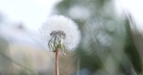 White dandelion closeup in meadow with nice bokeh Video stock 130479741